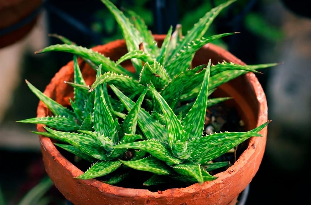 Cuidados del Aloe Vera