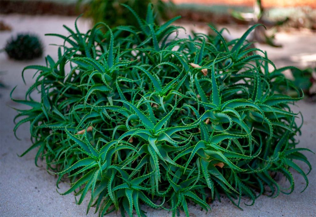 Caracteristicas del Aloe Arborescens
