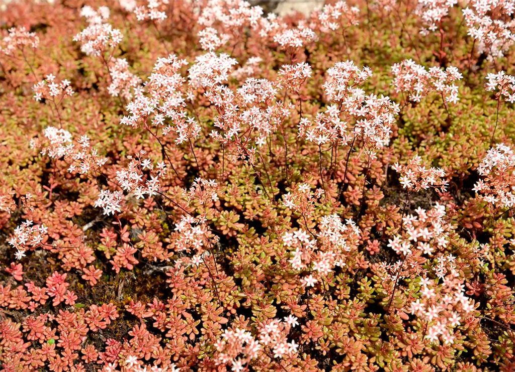 Características del Sedum Album