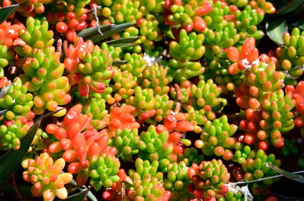 Características del Sedum Rubrotinctum