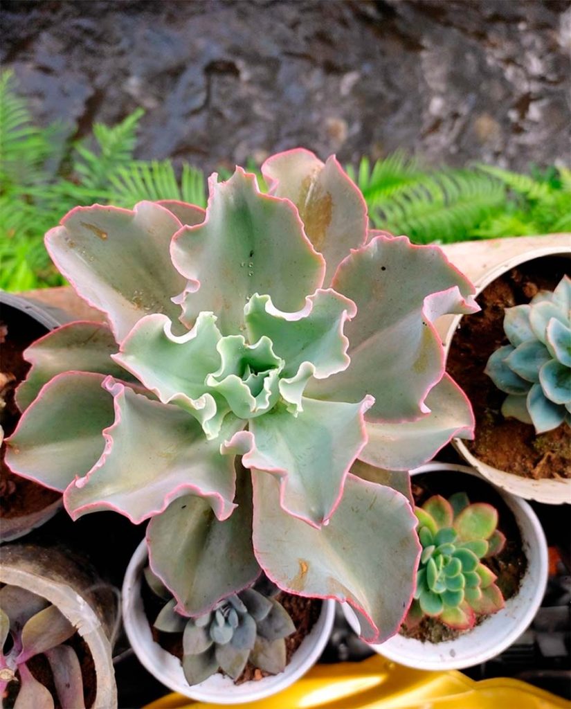 Cuidados de la Echeveria Blue Waves