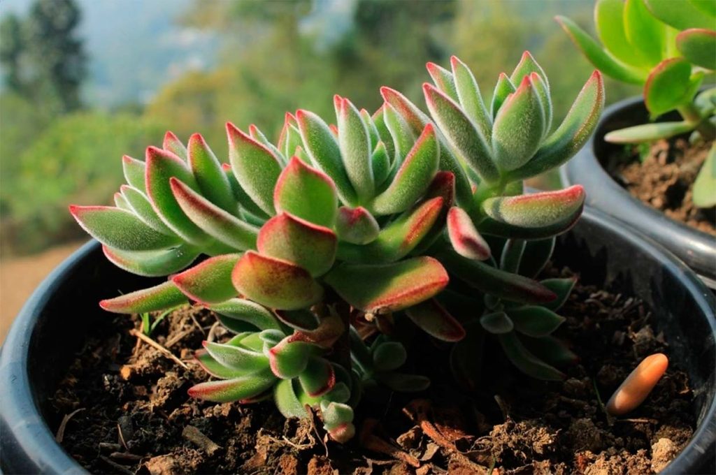 Cuidados de la Echeveria Pulvinata