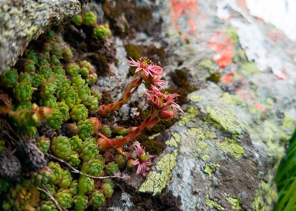 Cuidados de la Sempervivum Montanum