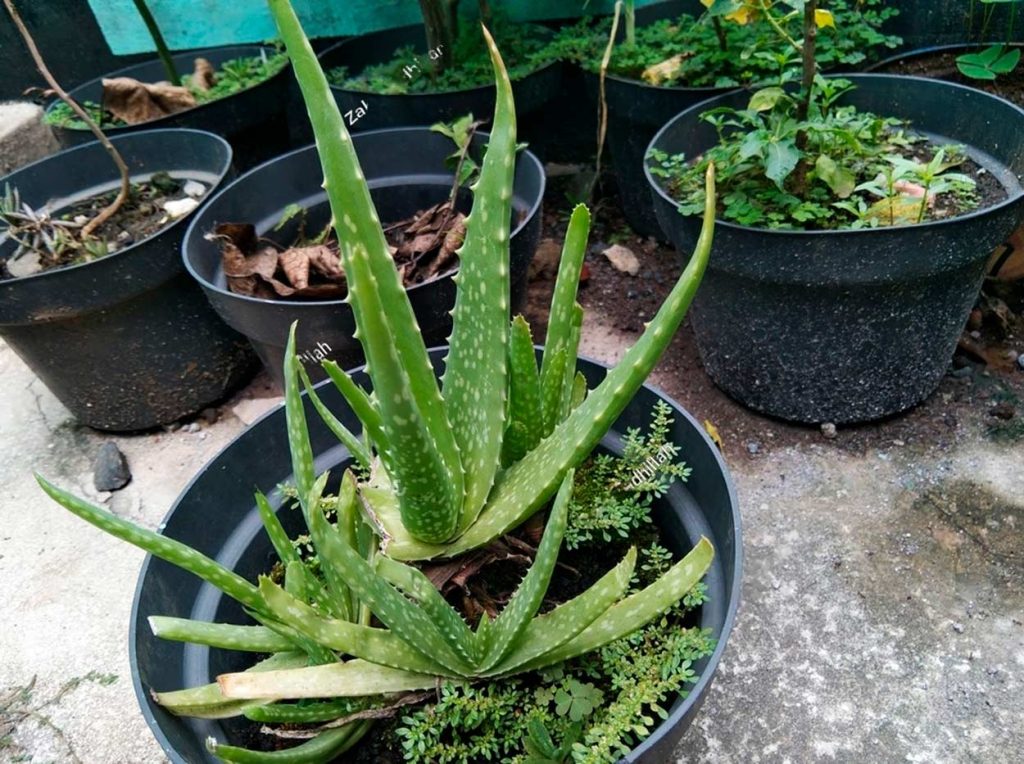 Cuidados del Aloe Vera