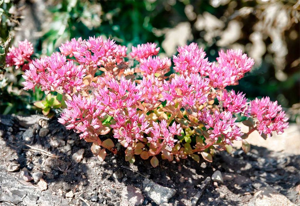 Cuidados del Sedo Bastardo