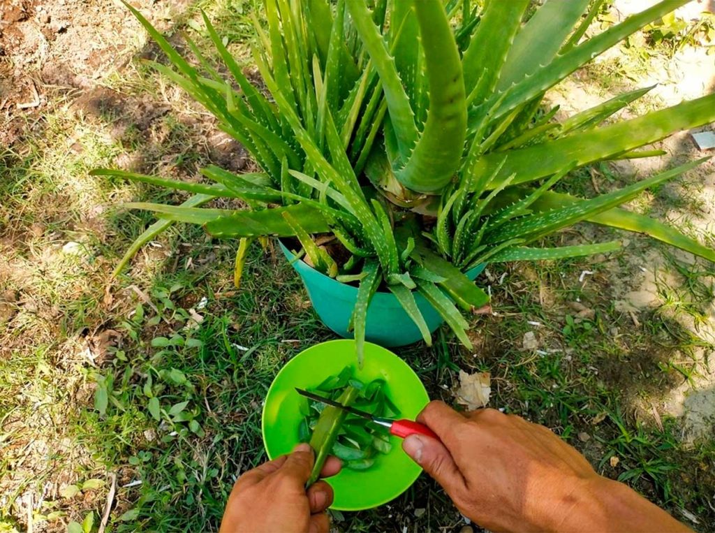 Decoración con Aloe vera