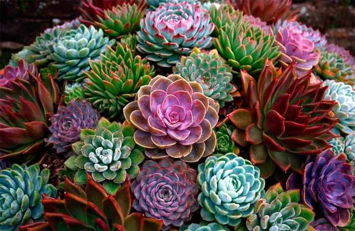 Echeveria