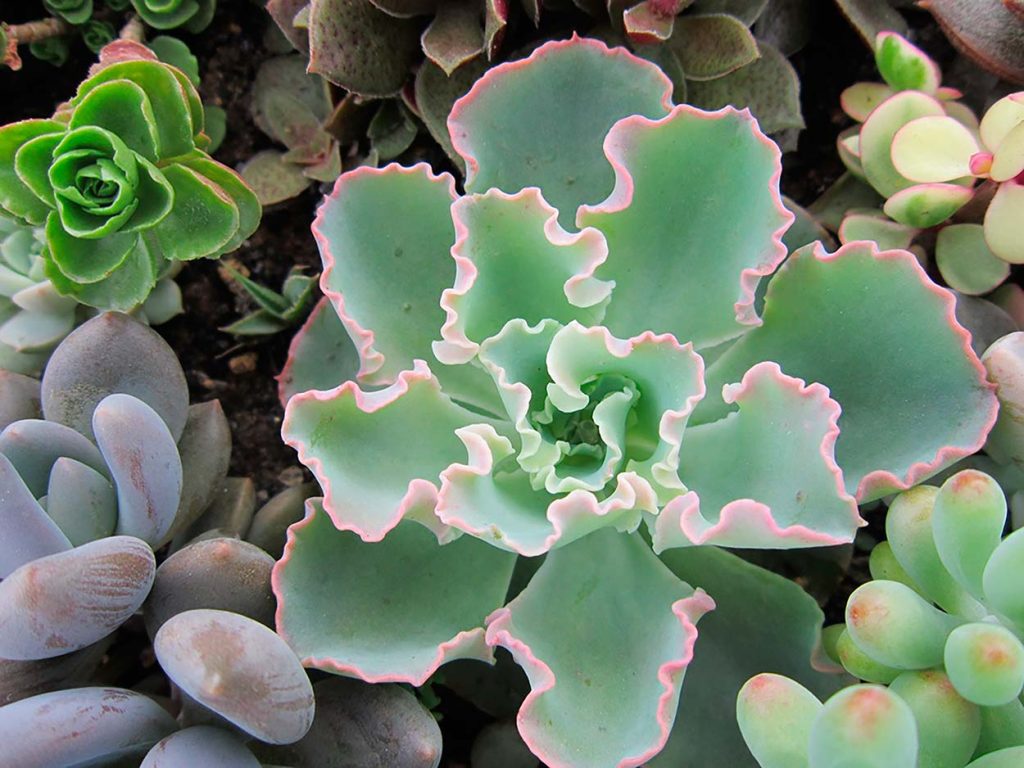 Decoración con la Echeveria Blue Waves