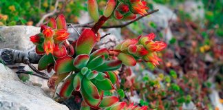 Echeveria Pulvinata