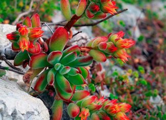 Echeveria Pulvinata