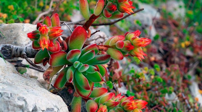 Echeveria Pulvinata