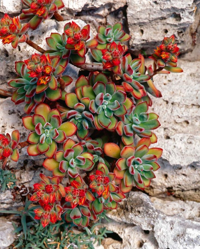 Echeveria Pulvinata en Exteriores