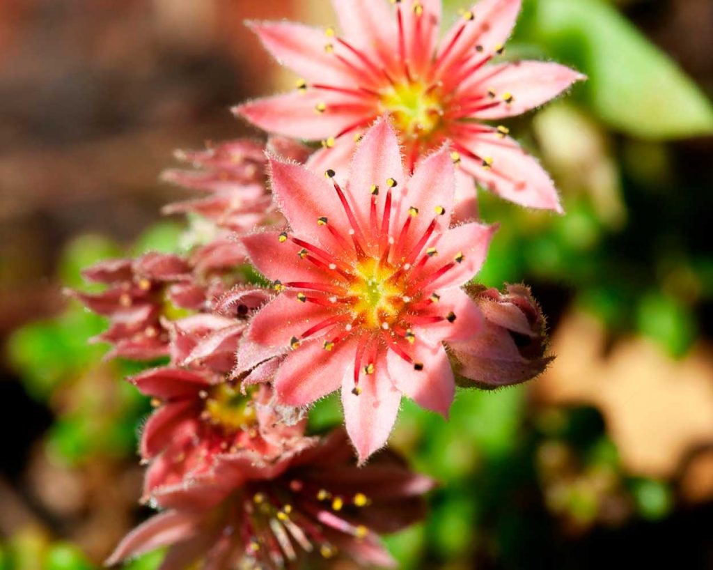 Flores de la Planta Dedo de Dios