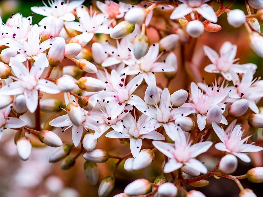 Flores del Sedum Album