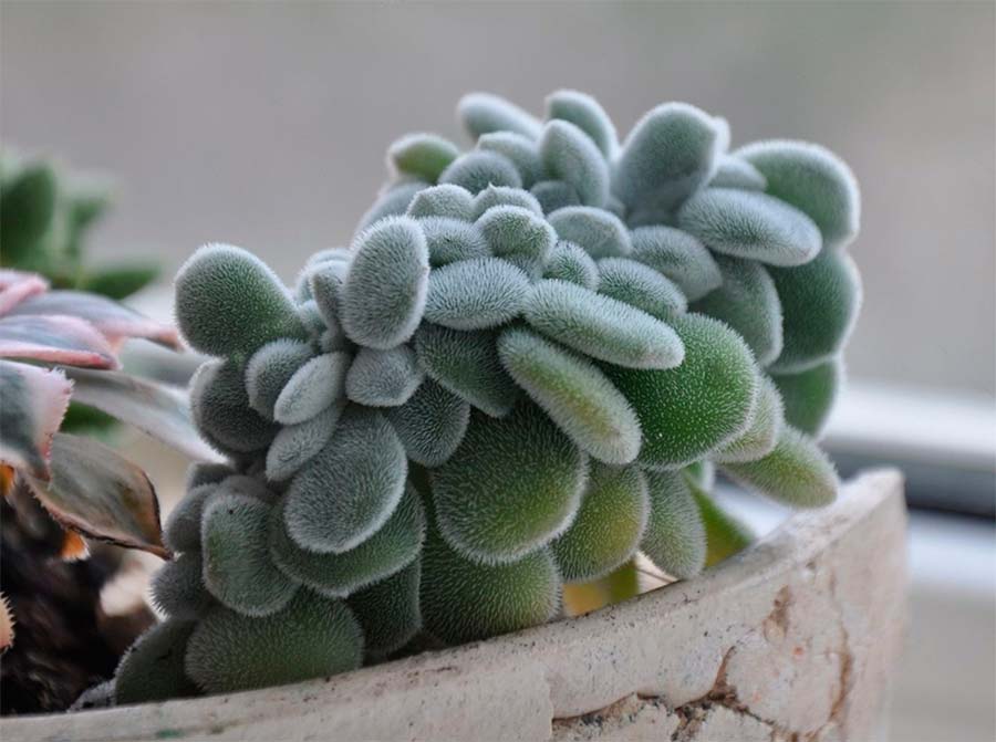 Echeveria Pulvinata Frosty