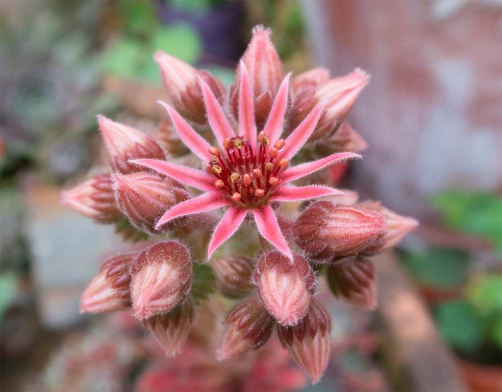Flores Sempervivum Calcareum Guillaumes