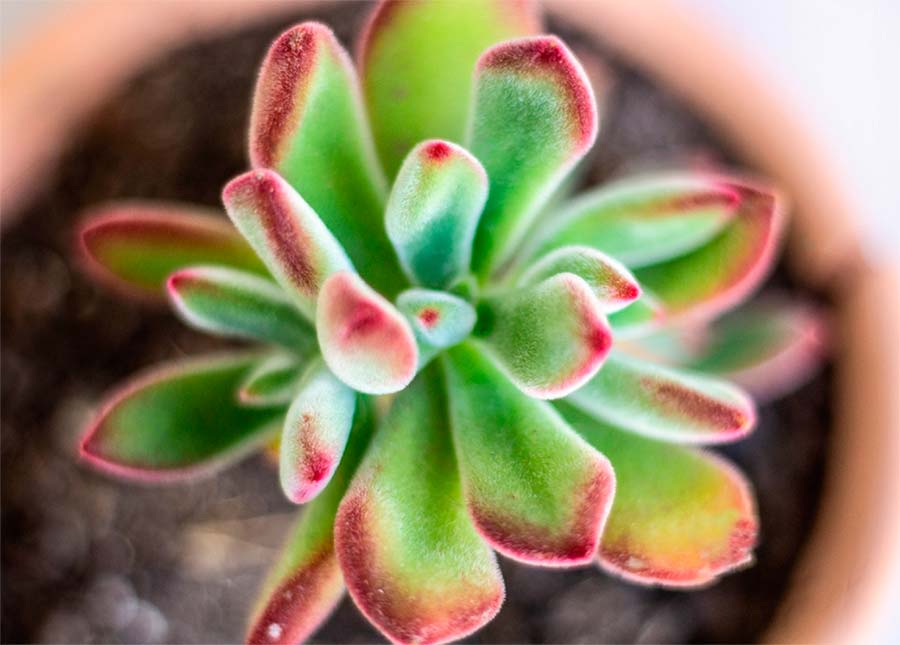 Echeveria Pulvinata Ruby