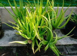 Aloe Vera o Sábila – Características, Cuidados y Beneficios Aloe Vera o Sábila