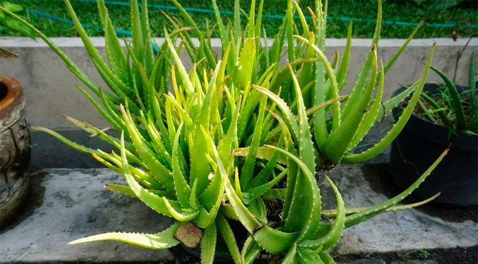 Aloe Vera o Sábila