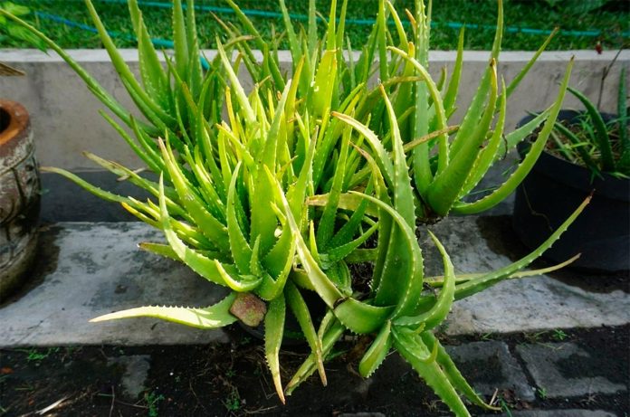 Sabila-o-Aloe-vera Aloe Vera o Sábila