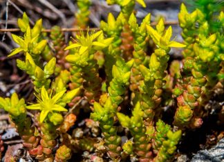 Sedum Acre o Suculenta Pampajarito – Cuidados y Toxicidad Sedum Acre o Pampajarito