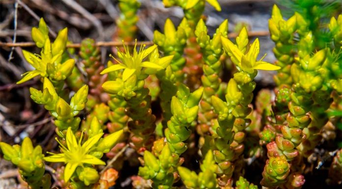 Sedum Acre o Pampajarito