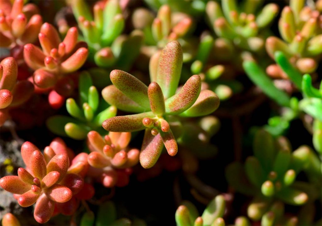 Sedum Album Coral Carpet