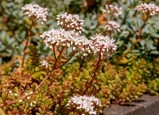Sedum Album (Uva de Gato): Características y Cuidados Sedum Album o Uva de Gato