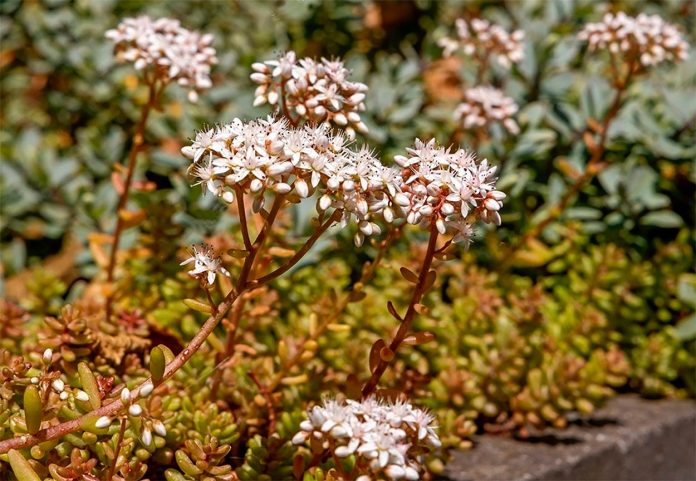 Sedum Album o Uva de Gato