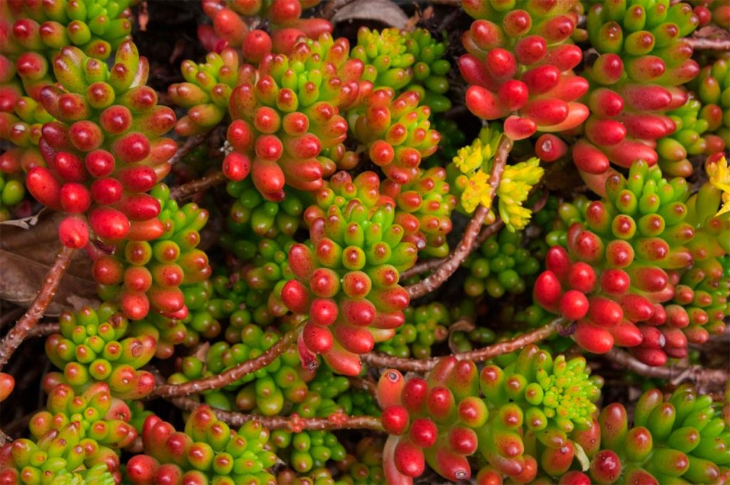 Cuidados del Sedum Rubrotinctum