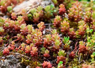 Sedum Rubrotinctum o Planta Dedo de Dios Sedum Rubrotinctum o Planta Dedo de Dios