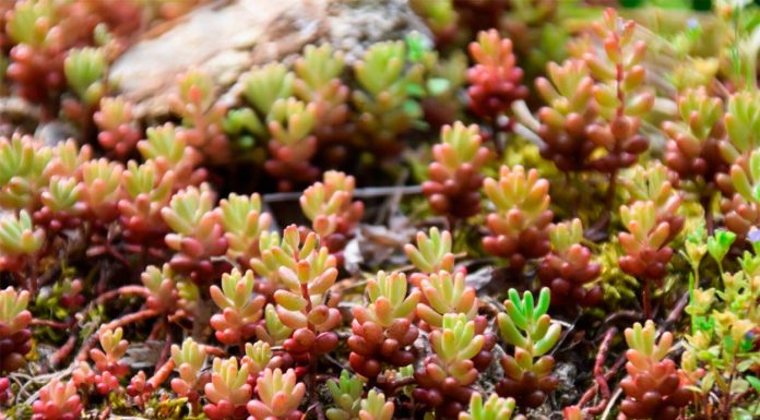 Sedum Rubrotinctum o Planta Dedo de Dios