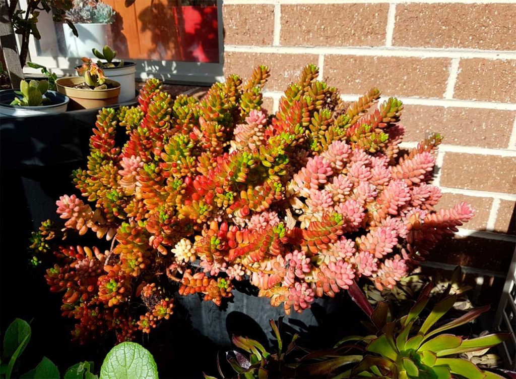 Sedum Rubrotinctum en Jardin