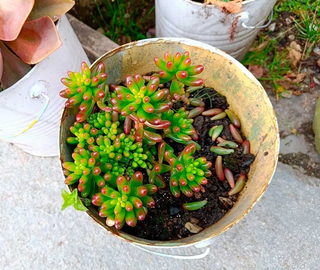 Planta dedo de Dios en maceta