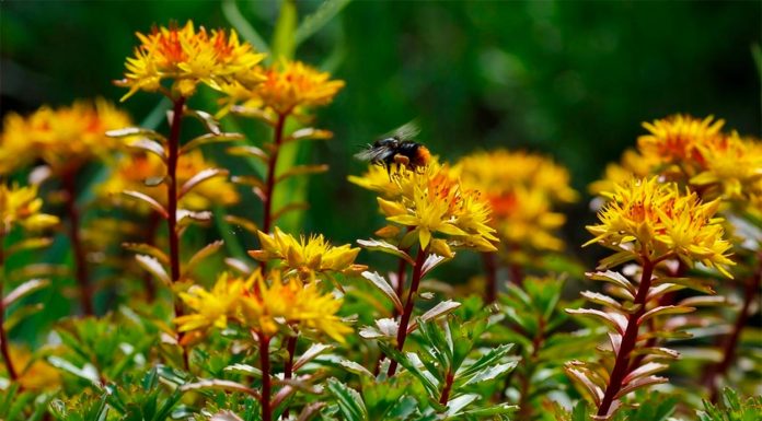 Sedum Kamtschaticum o Sedum Ruso