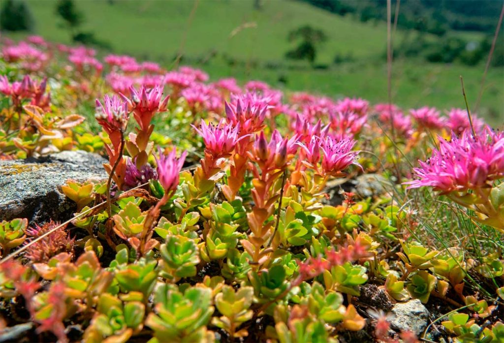 Sedo bastardo en Exteriores