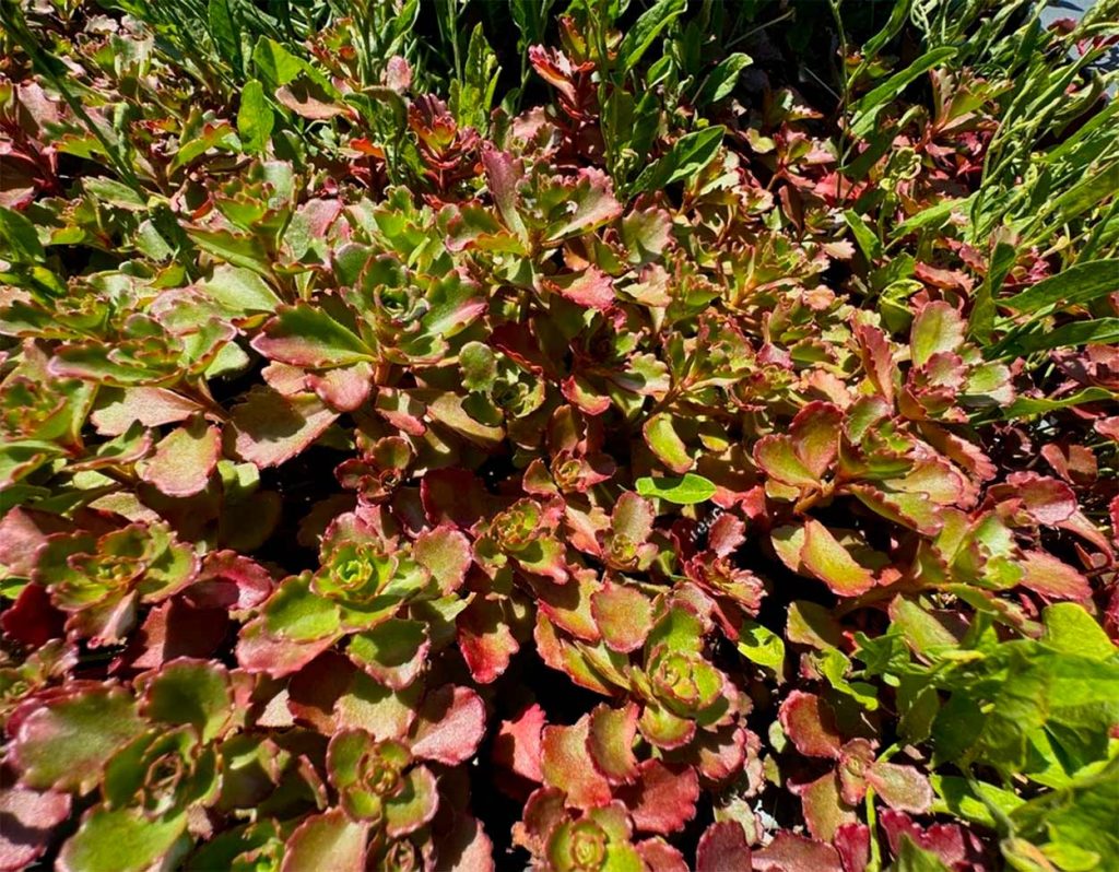 Sedum Spurium Fuldaglut