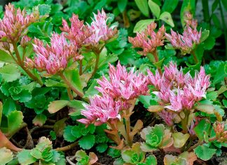 Sedum Spurium o Sedo Bastardo – Informacion y Cuidados Sedum Spurium o Sedo Bastardo