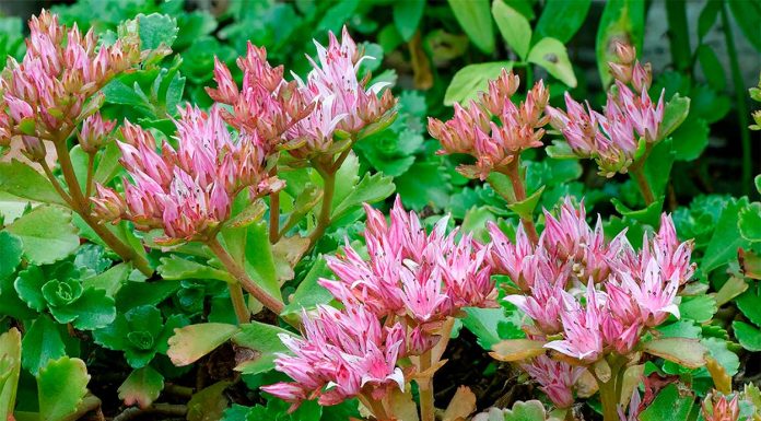 Sedum Spurium o Sedo Bastardo