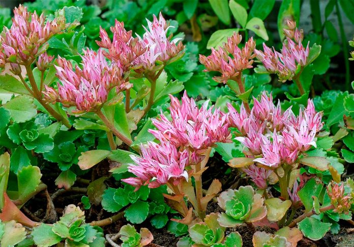 Sedum Spurium o Sedo Bastardo