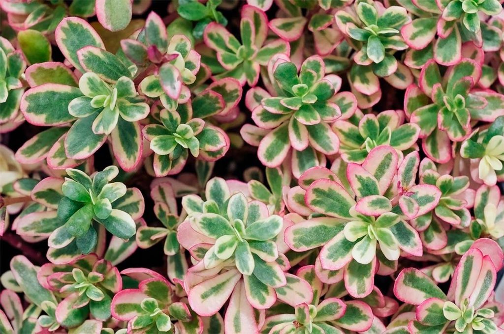 Sedum Spurium Tricolor