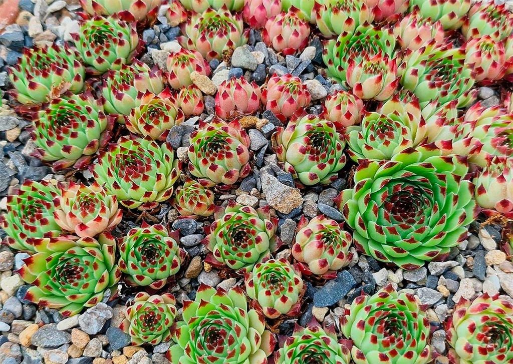 Sempervivum Calcareum o Uñas de Señorita