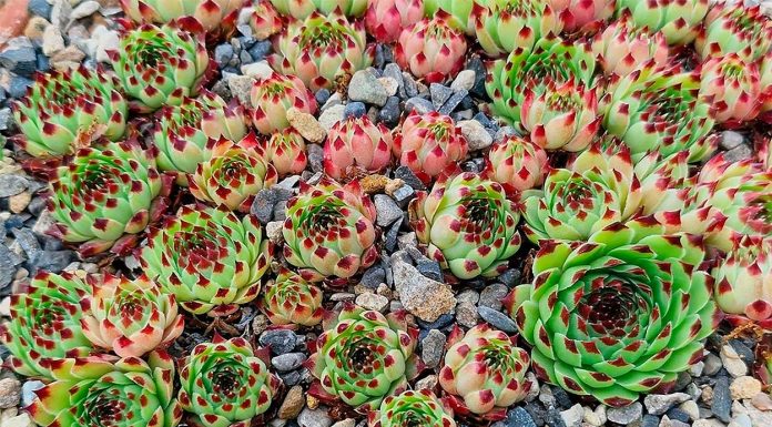 Sempervivum Calcareum o Uñas de Señorita