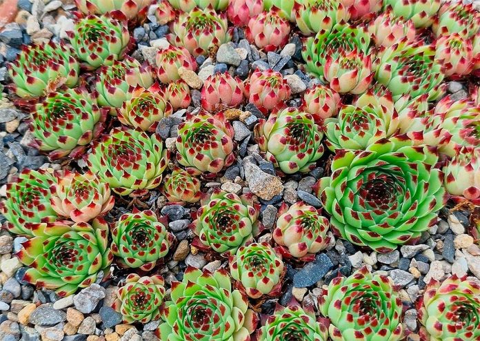 Sempervivum-Calcareum Sempervivum Calcareum o Uñas de Señorita
