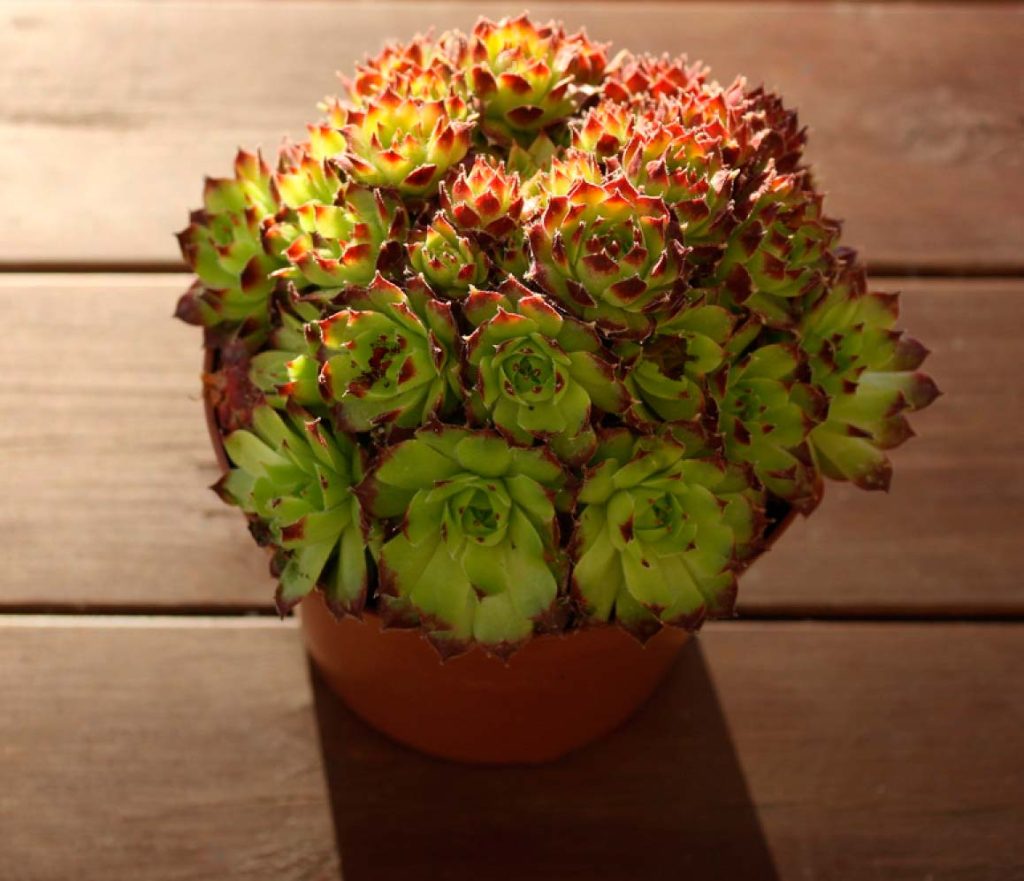 Características del Sempervivum Calcareum