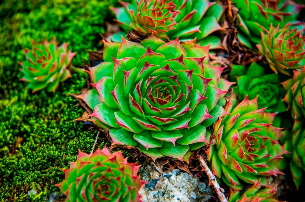 Cuidados del Sempervivum Calcareum