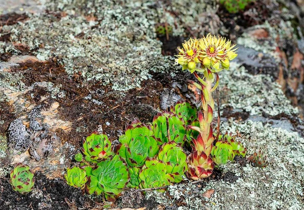 Jardineria con Sempervivum Grandiflorum