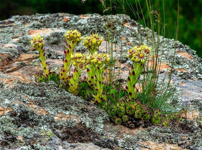 Sempervivum-Grandiflorum-Cuidados Sempervivum Grandiflorum