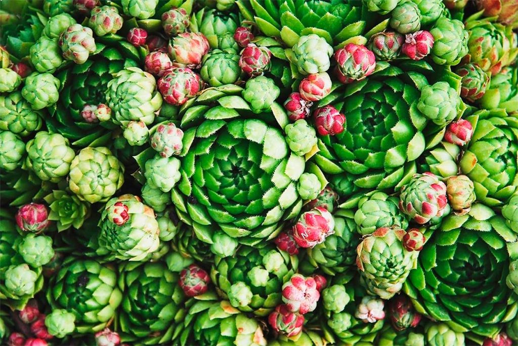 Usos de la Siempreviva de Montaña