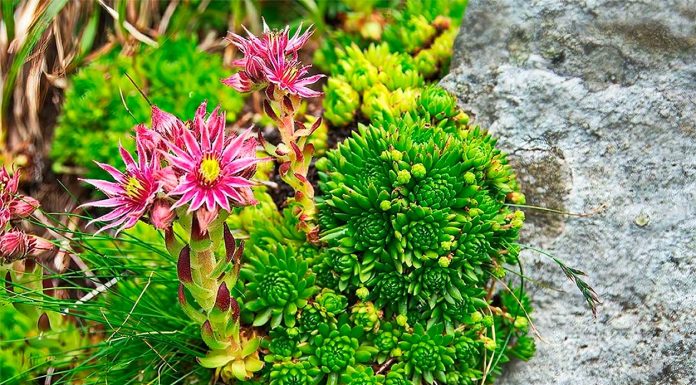Sempervivum Montanum o Siempreviva de Montaña